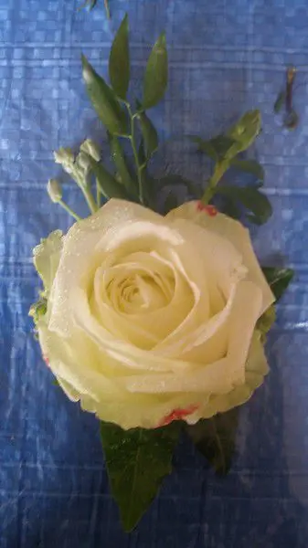 Cream Rose Buttonhole 
