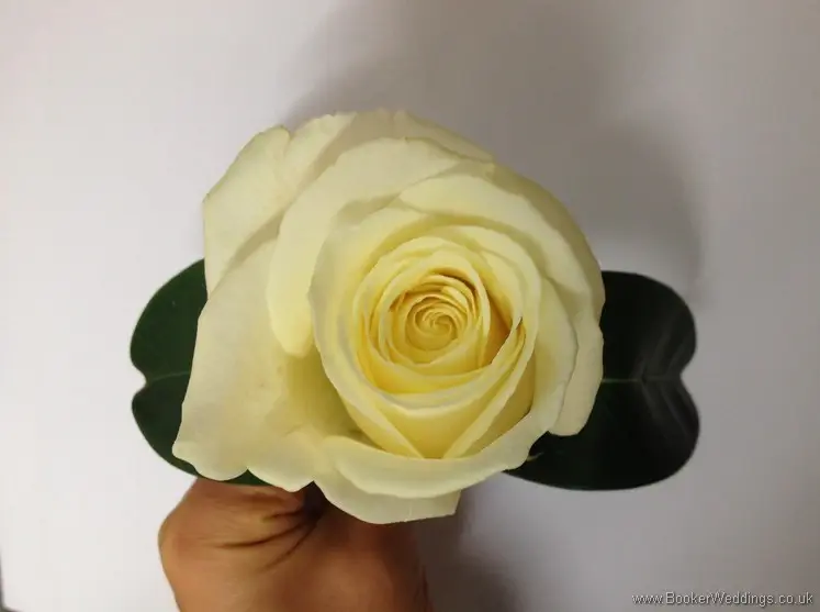 Cream Rose Buttonhole