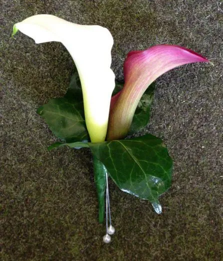 Burgandy and white calla lily Grooms Buttonhole