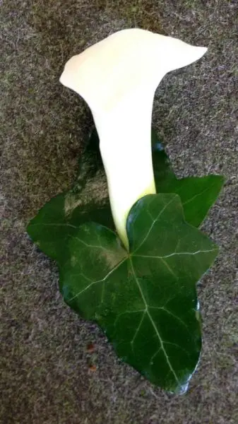 White Calla Lily Buttonhole