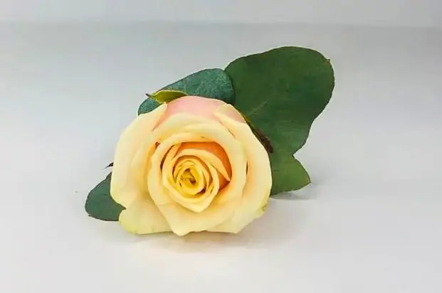 Bestman Peach Rose Buttonhole