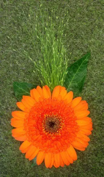 Orange Grooms Gerbera and Fountain Grass Buttonhole