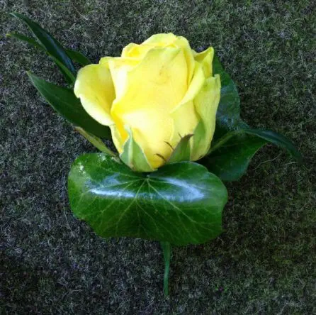 Yellow Rose Buttonhole