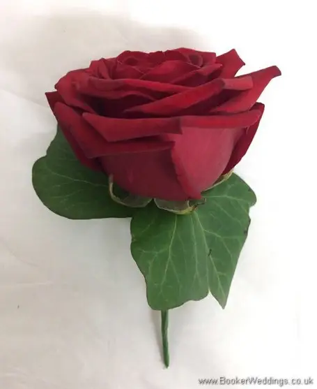 Red rose buttonhole for wedding guests