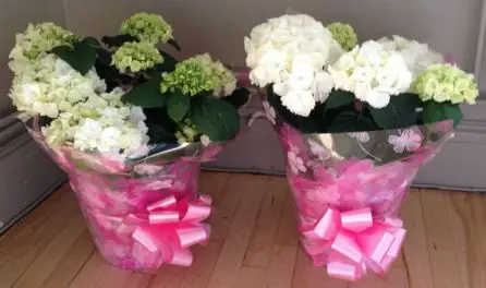 Gift Wrapped Thank You Plants