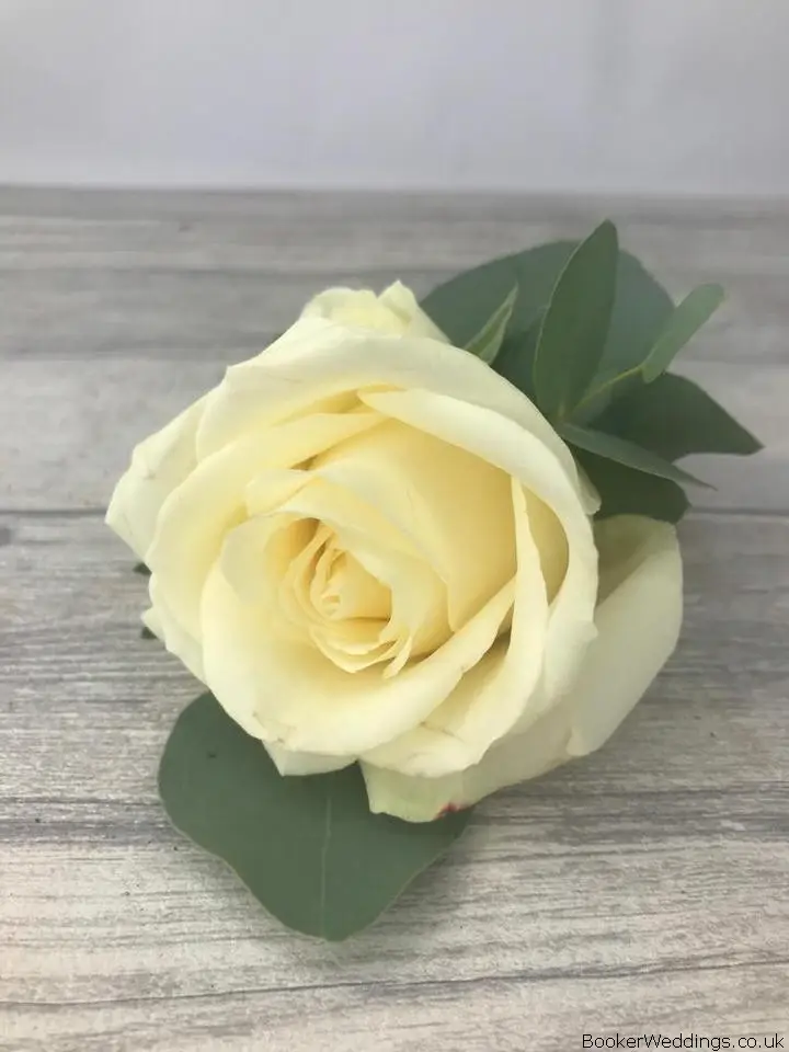 Cream Rose Buttonhole for Groom