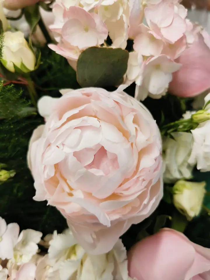Pink Peonies for Hope Street Hotel Wedding