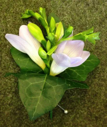 Lilac Freesia Buttonhole