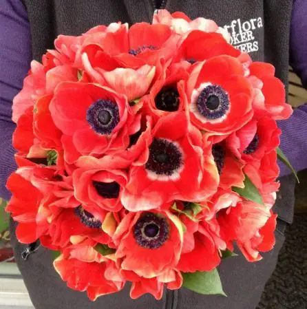 Red Anenome Brides Bouquet