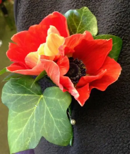 Red Anenome Grooms Buttonhole