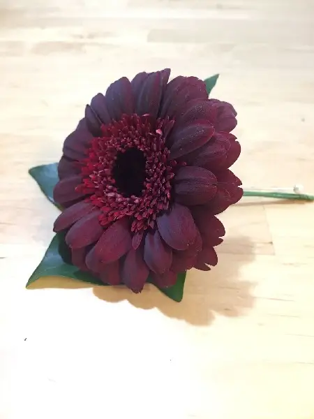 classic wedding party buttonhole burgandy gerbera